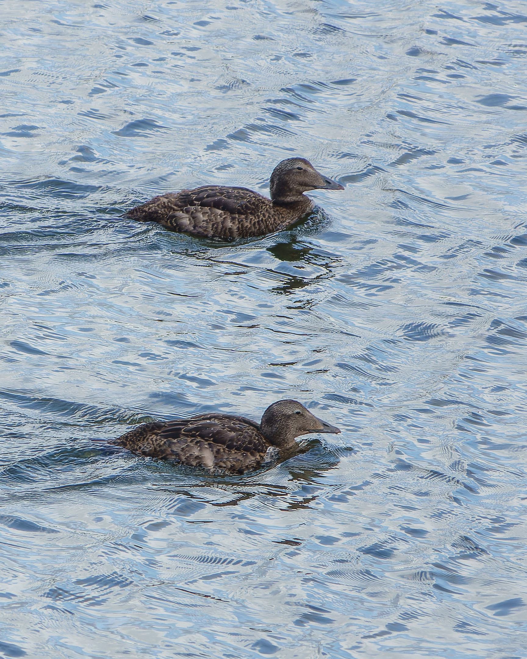 Eider