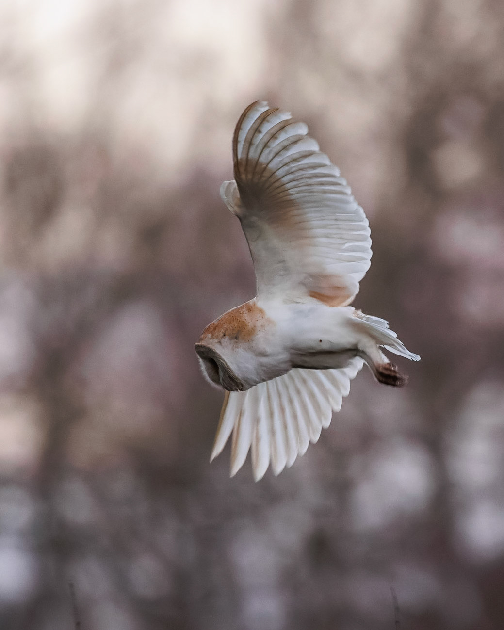 Barn Owl