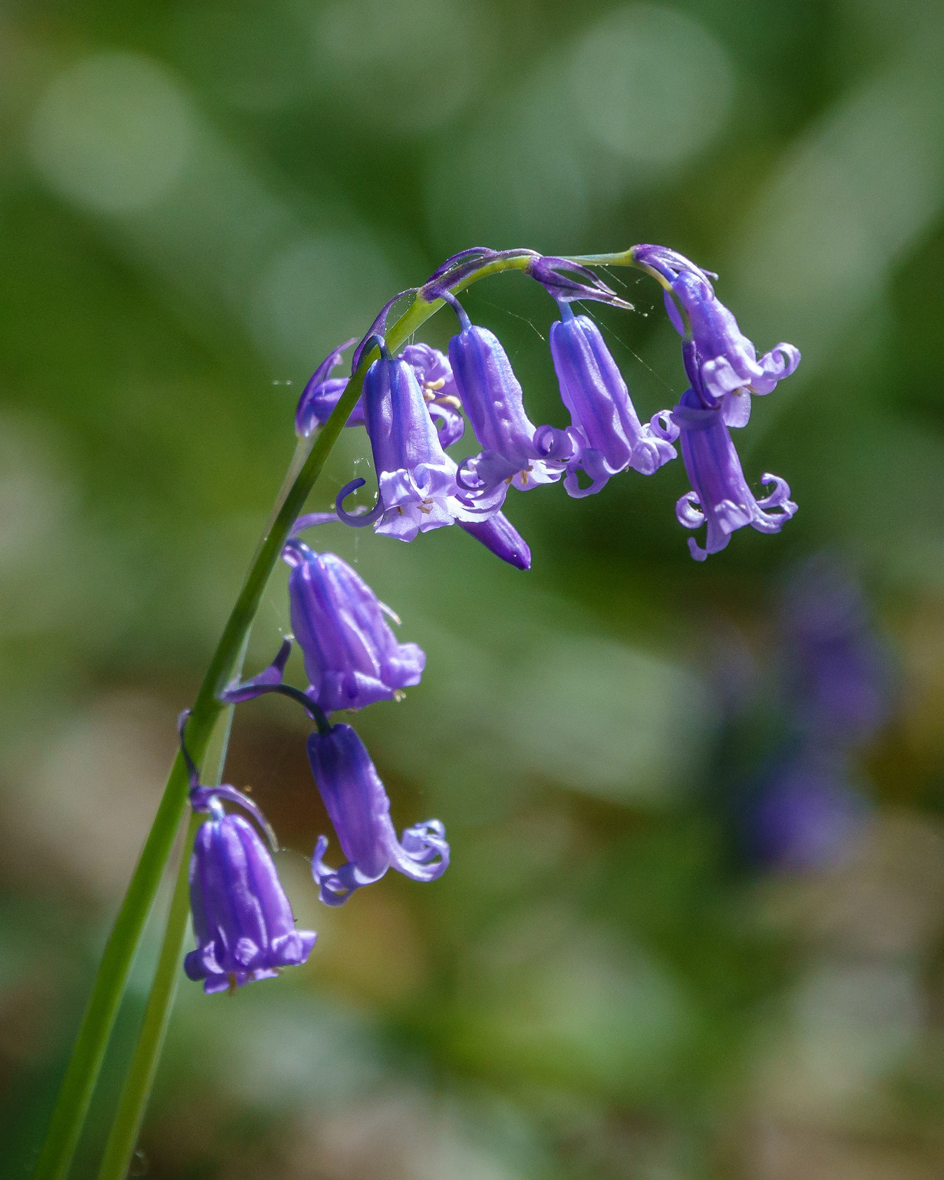 Bluebell