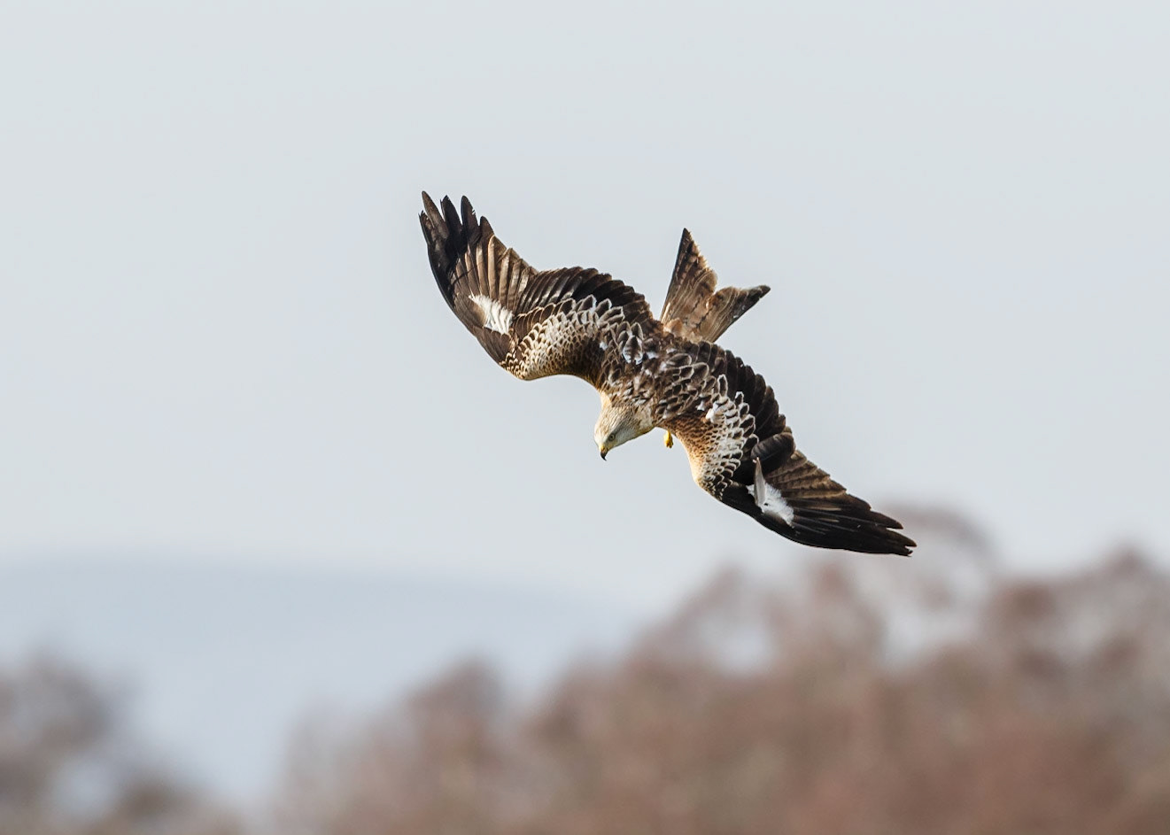 Red Kite