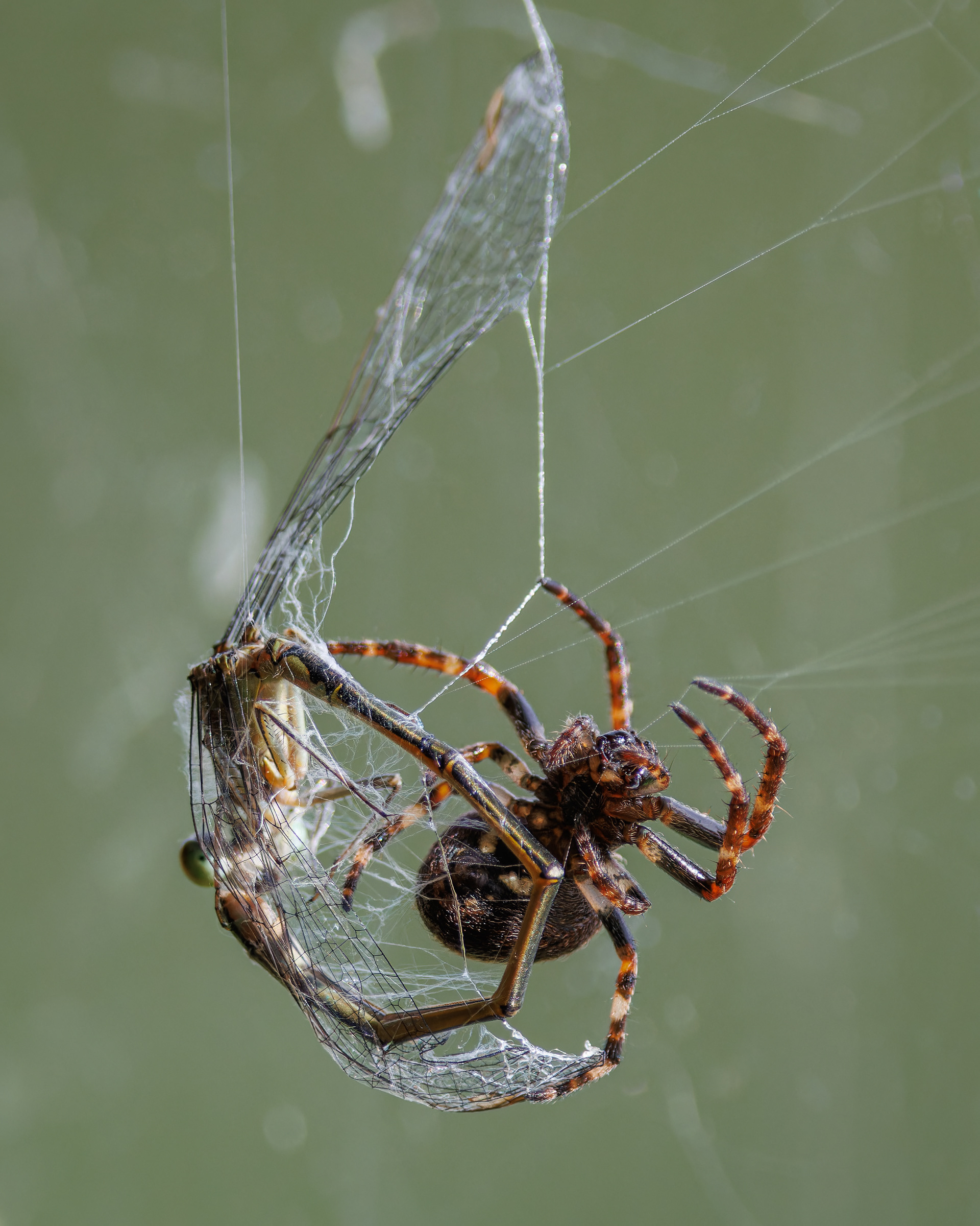 Spider and Damselfly