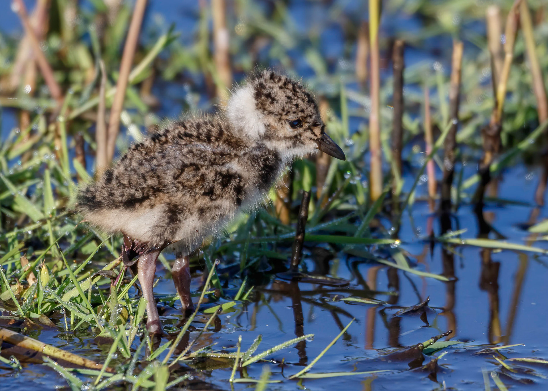Lapwing