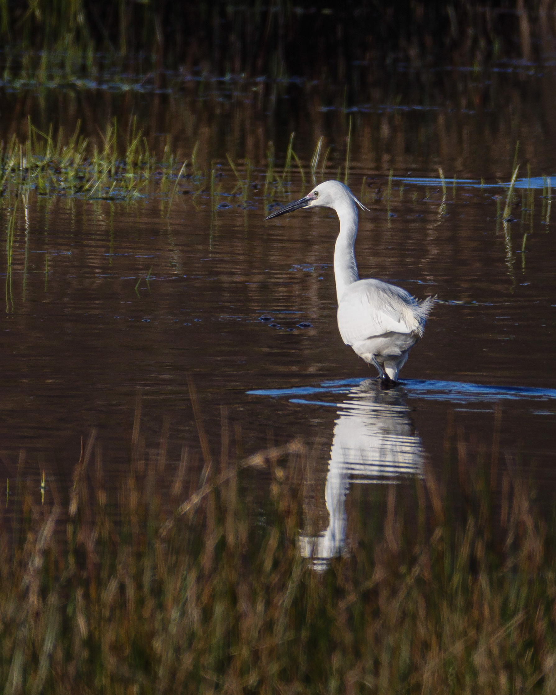 Little Egret