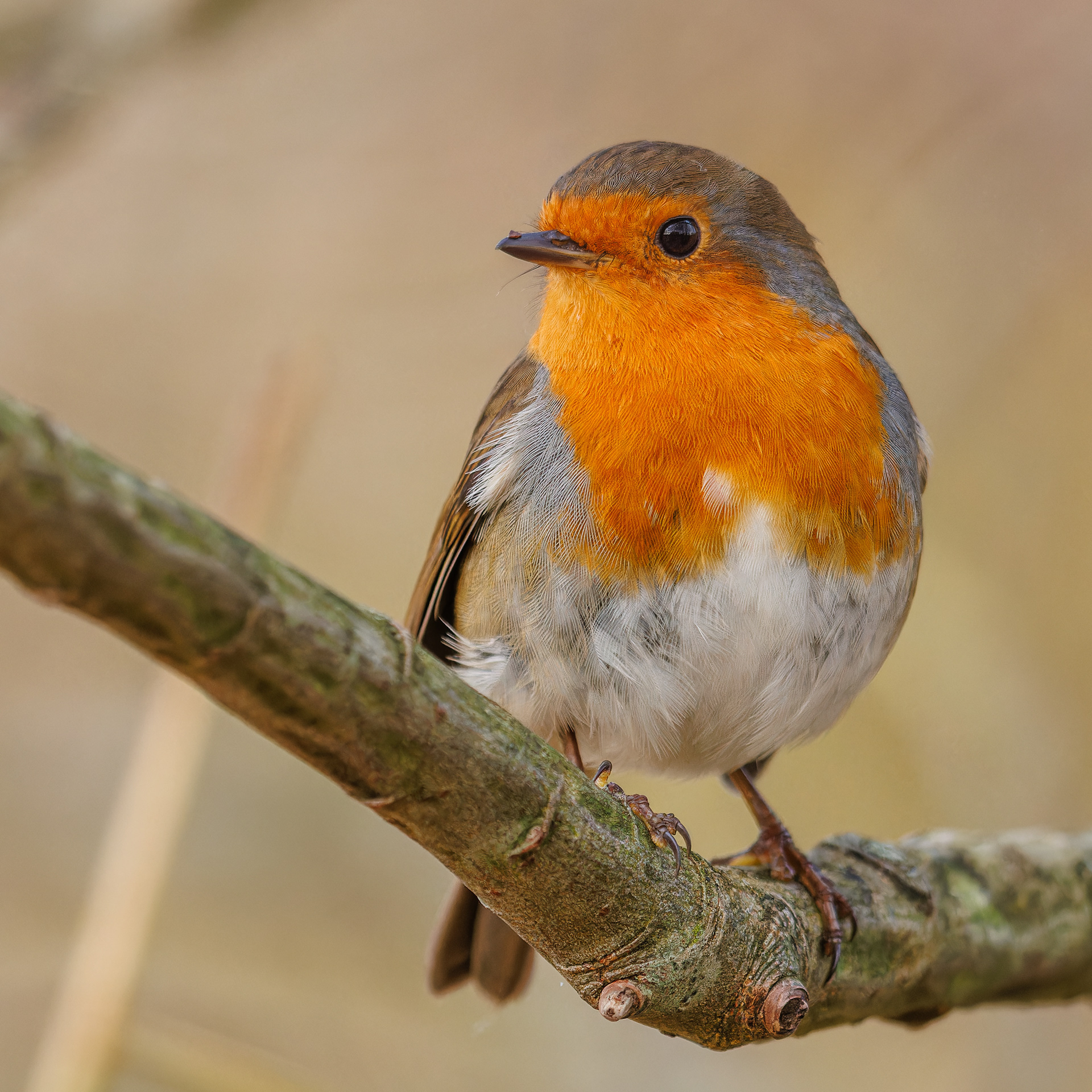 Robin