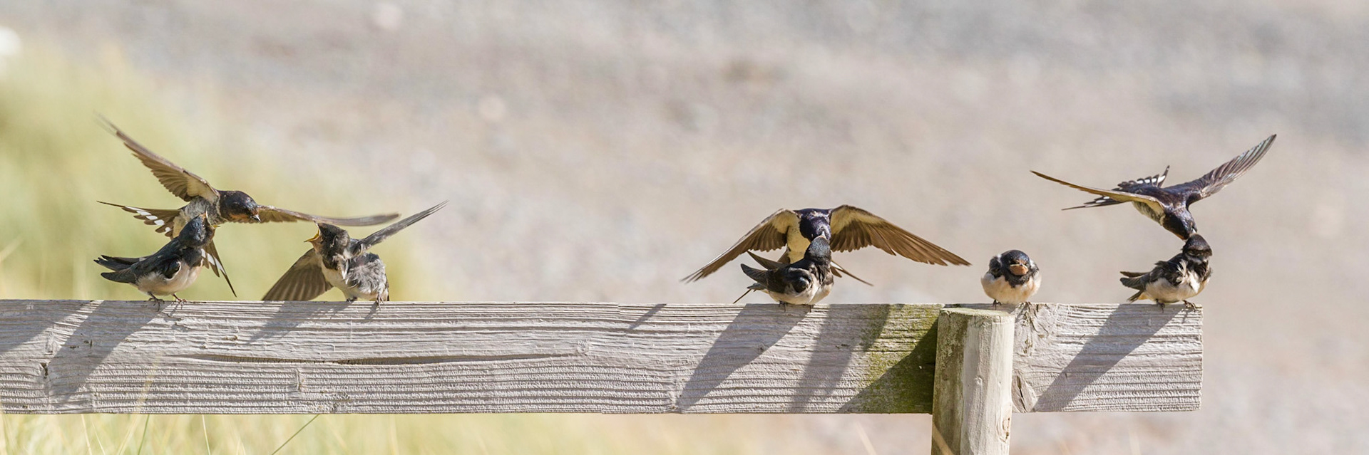 Swallows