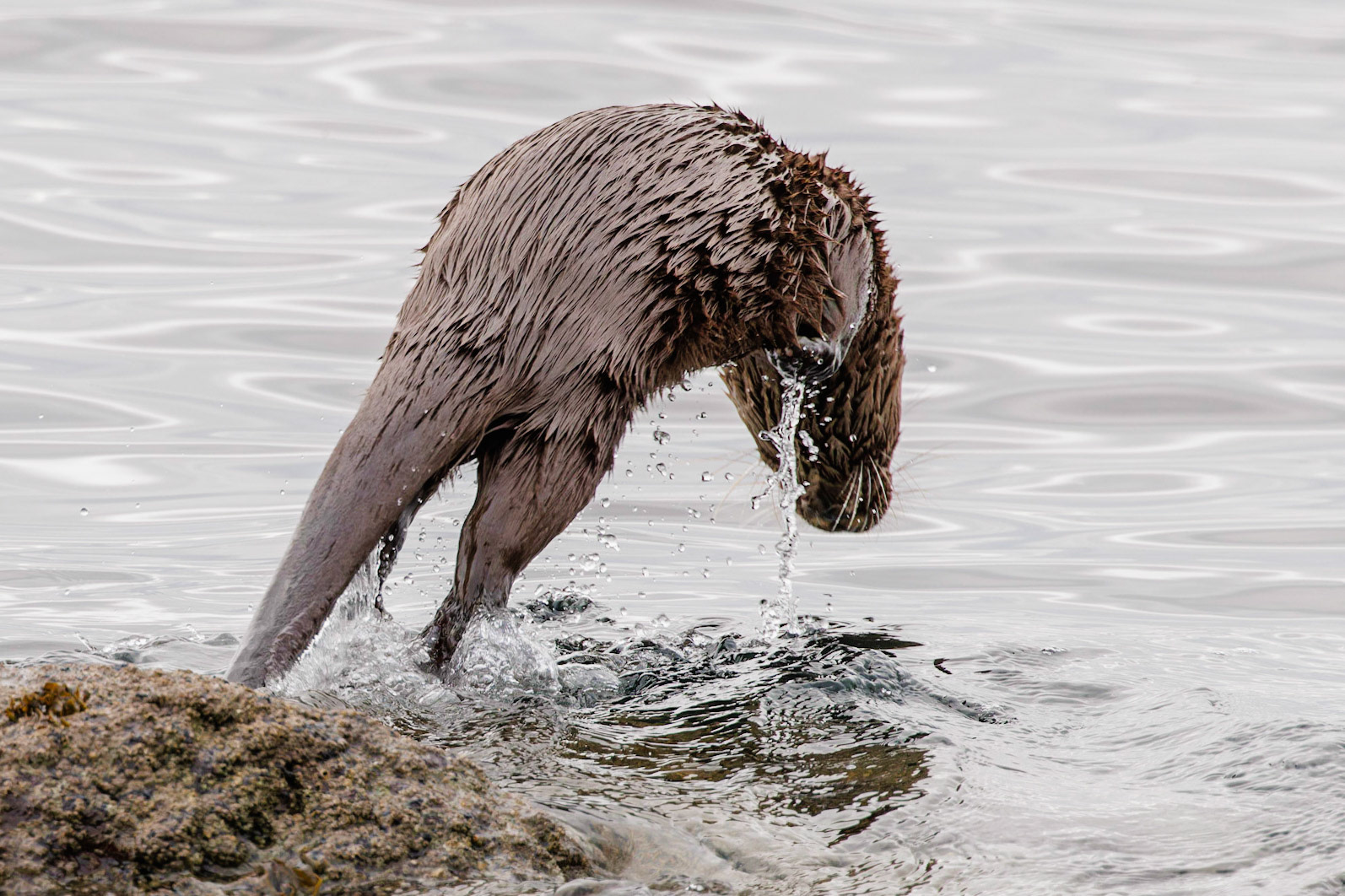 Otter