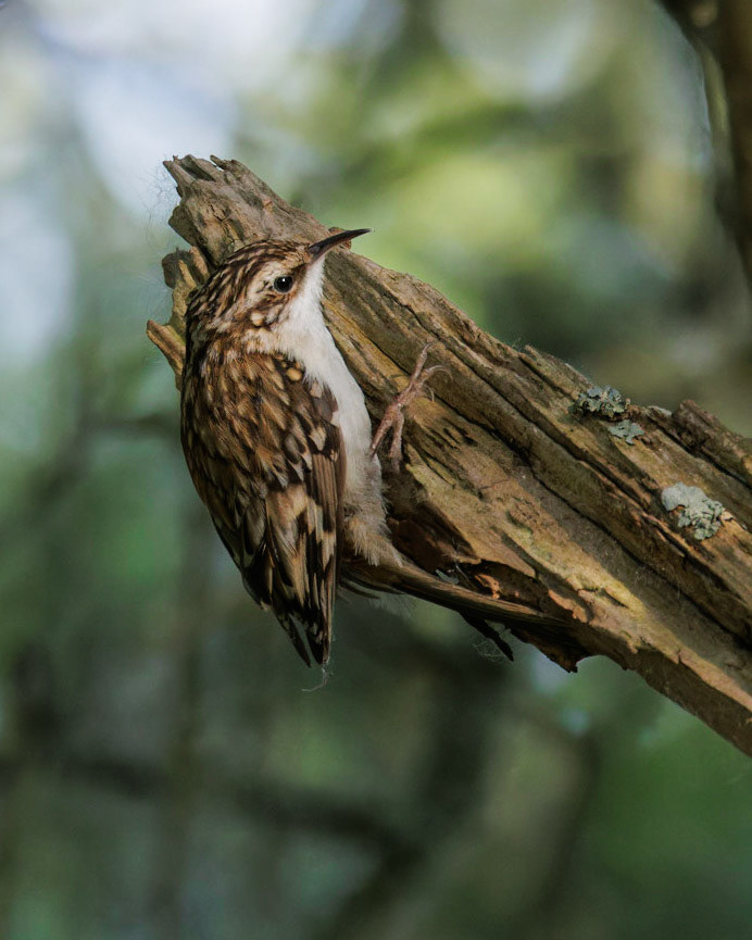Treecreeper
