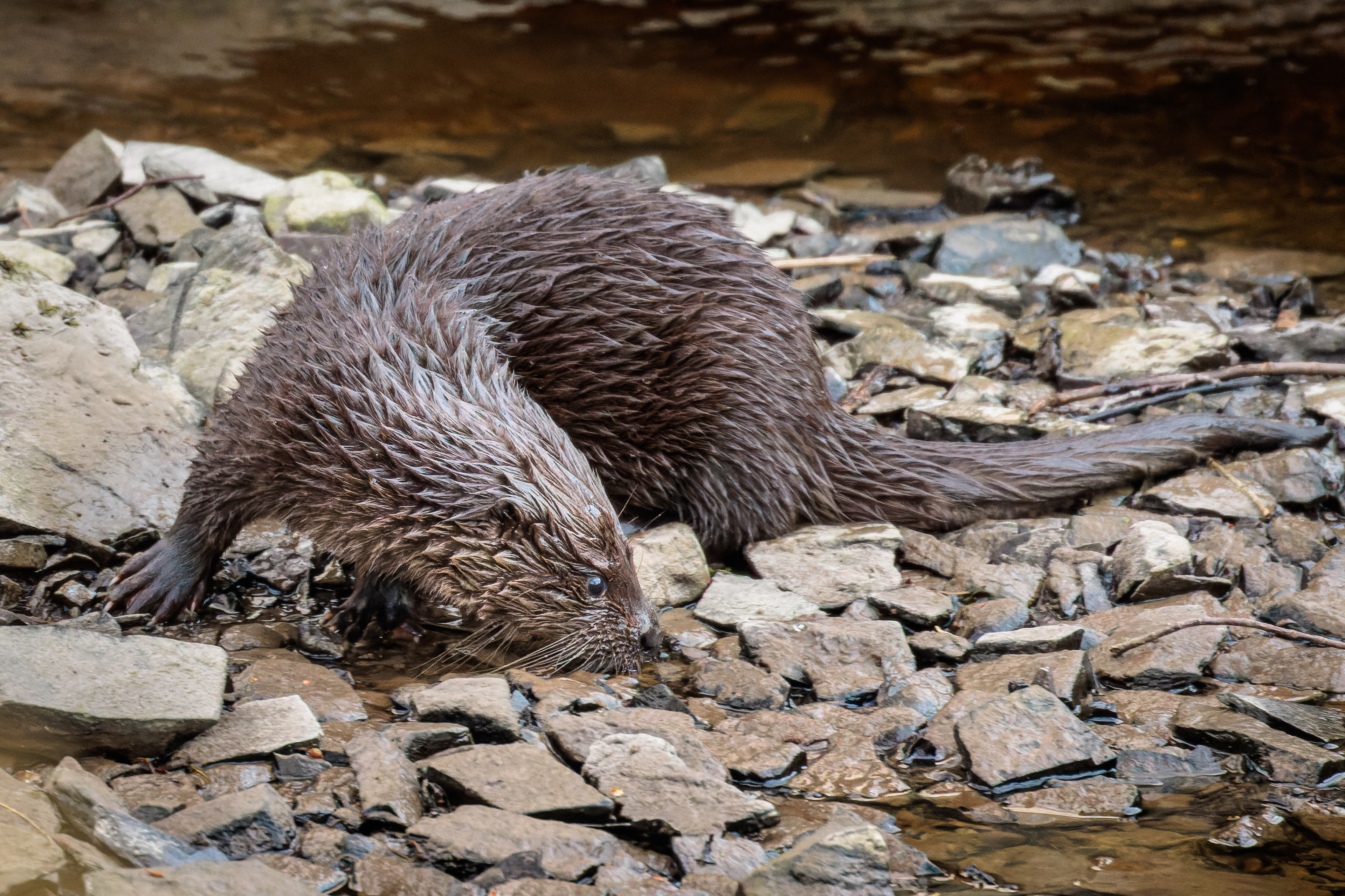 Otter