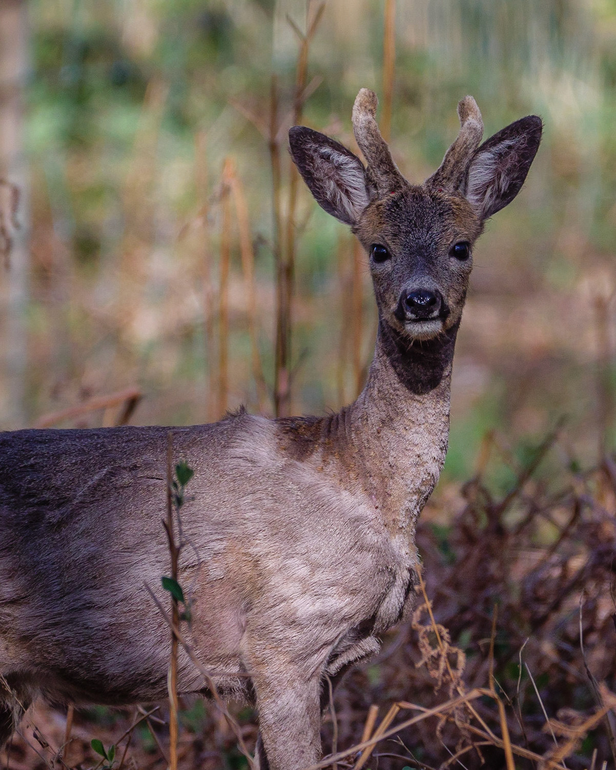 Roe Deer