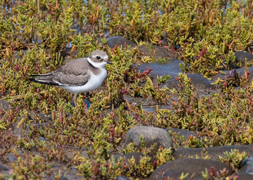 Ringed Plover