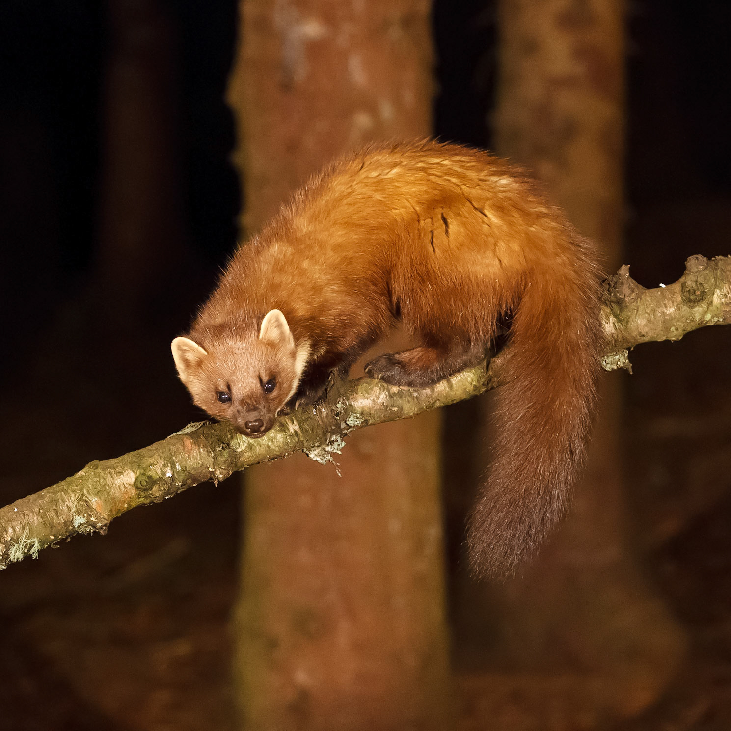 Pine Marten