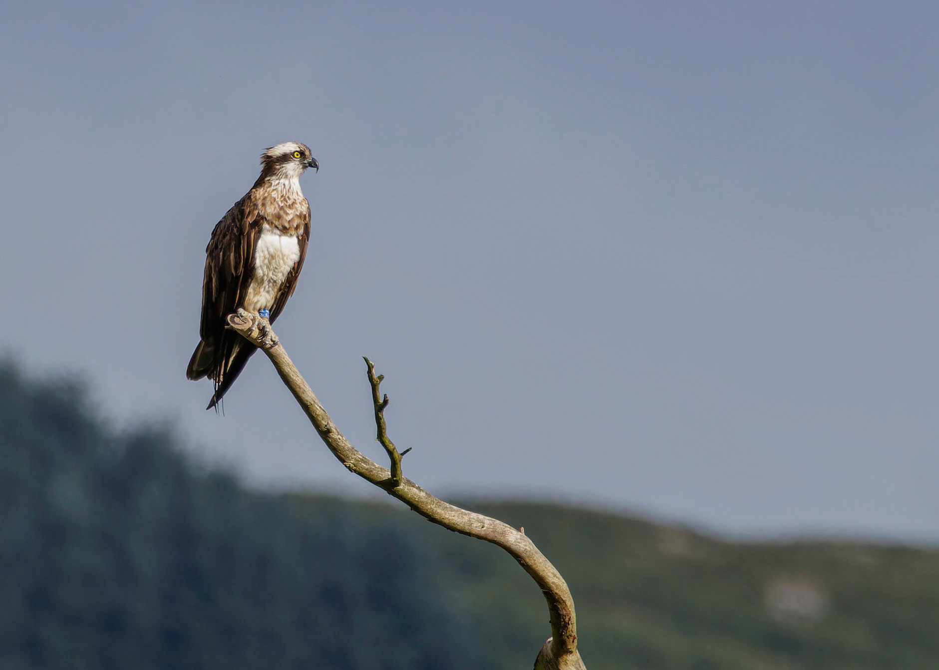 Osprey