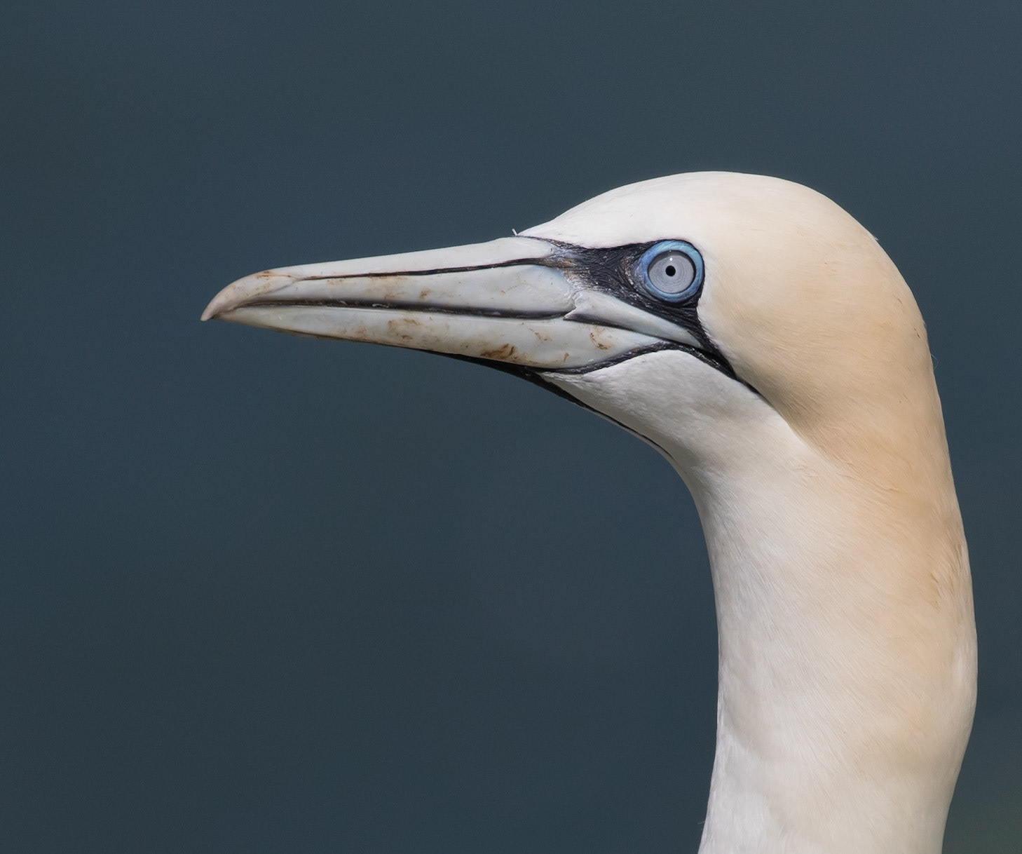 Gannet