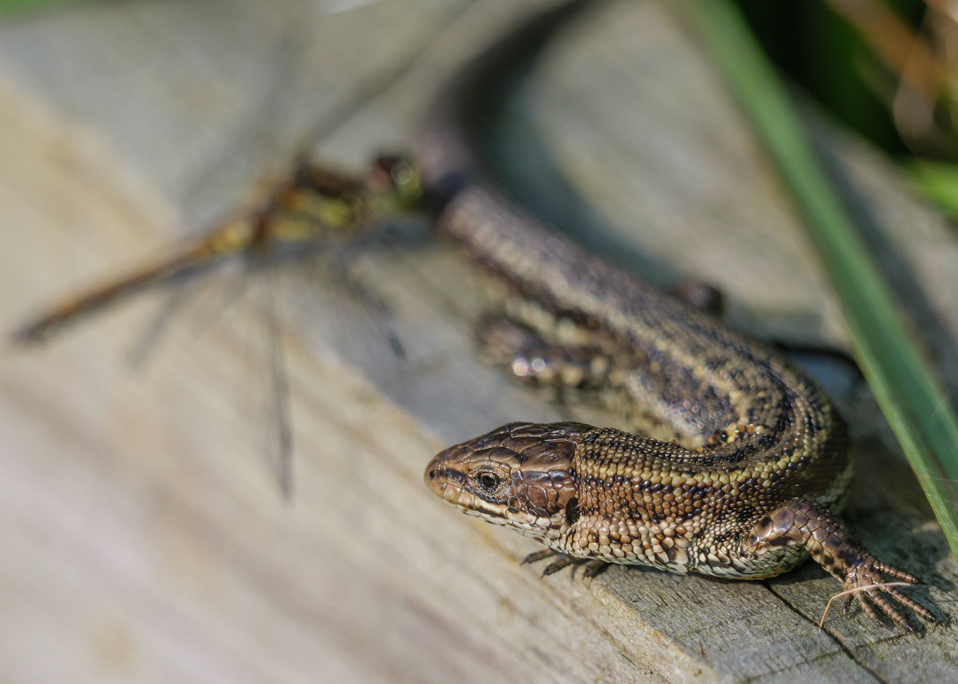 Common Lizard