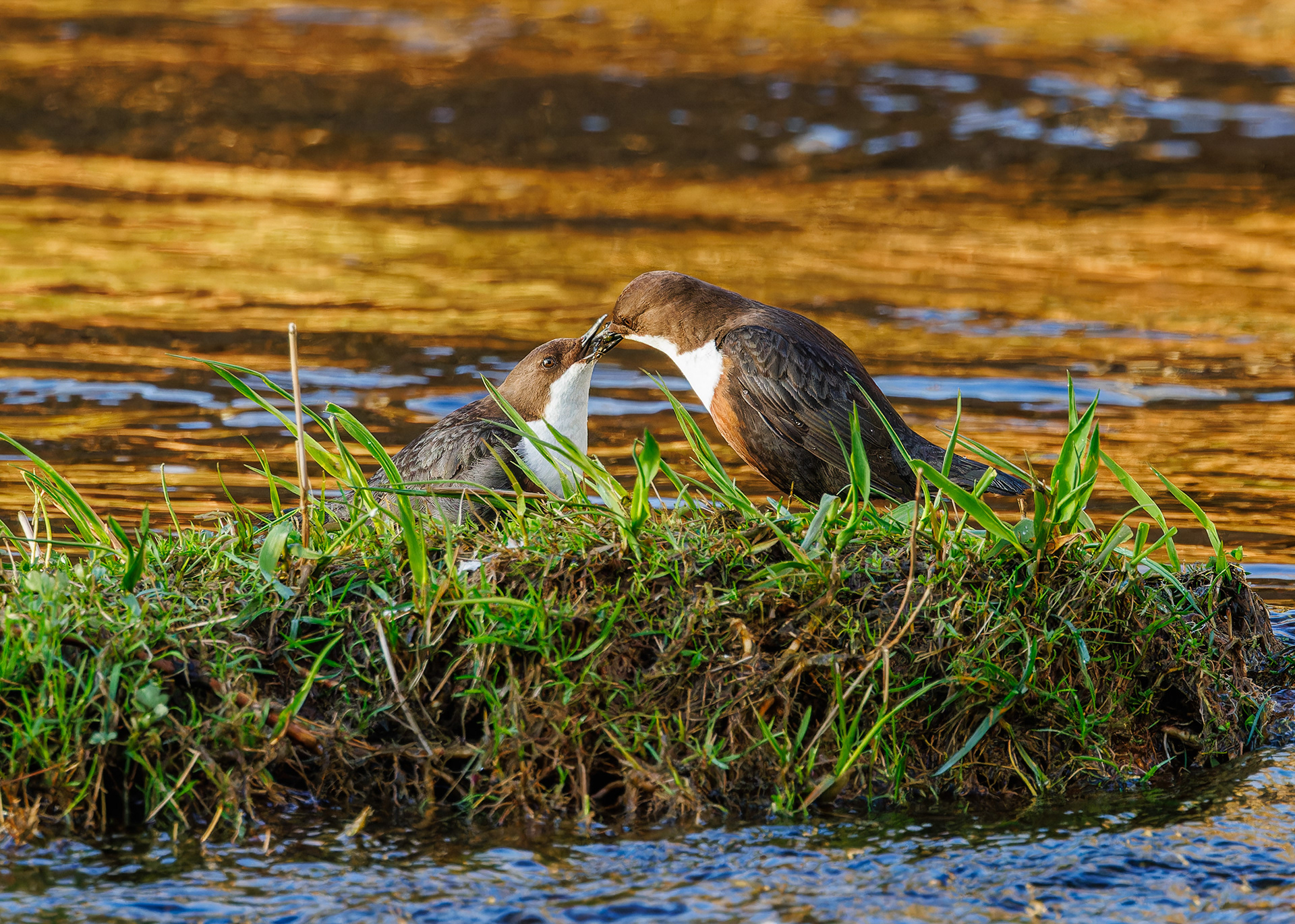 Dipper