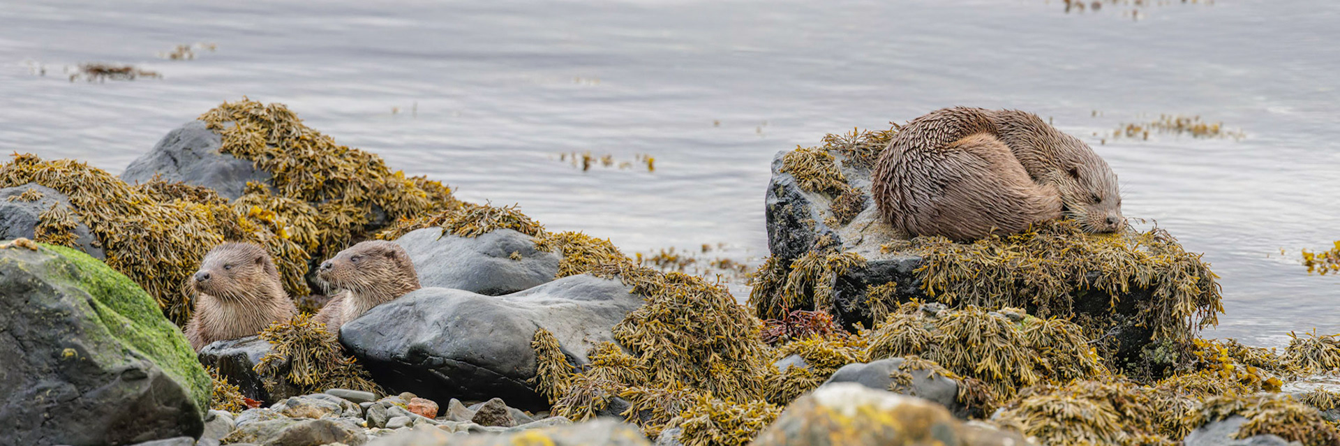 Otters