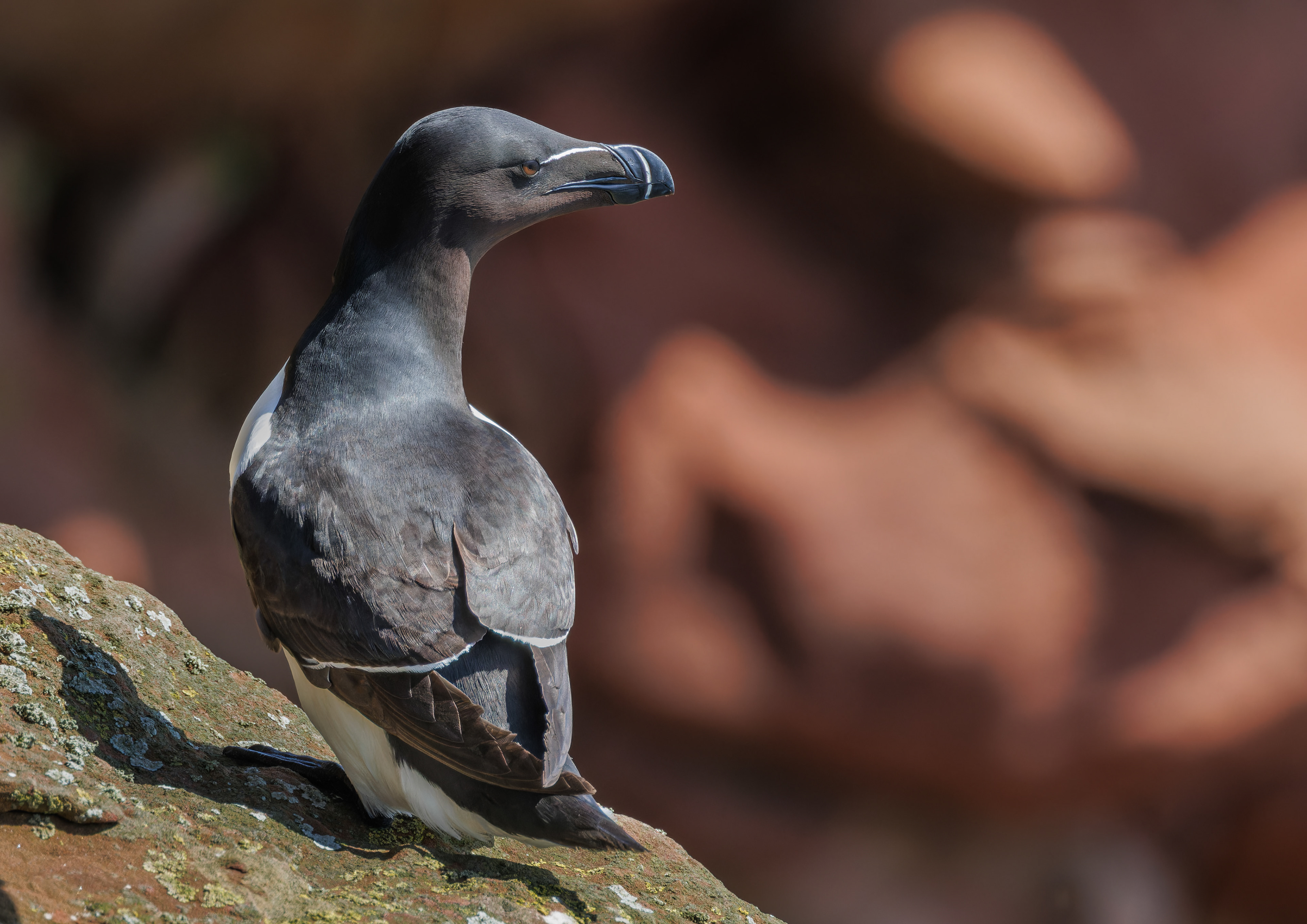 Razorbill