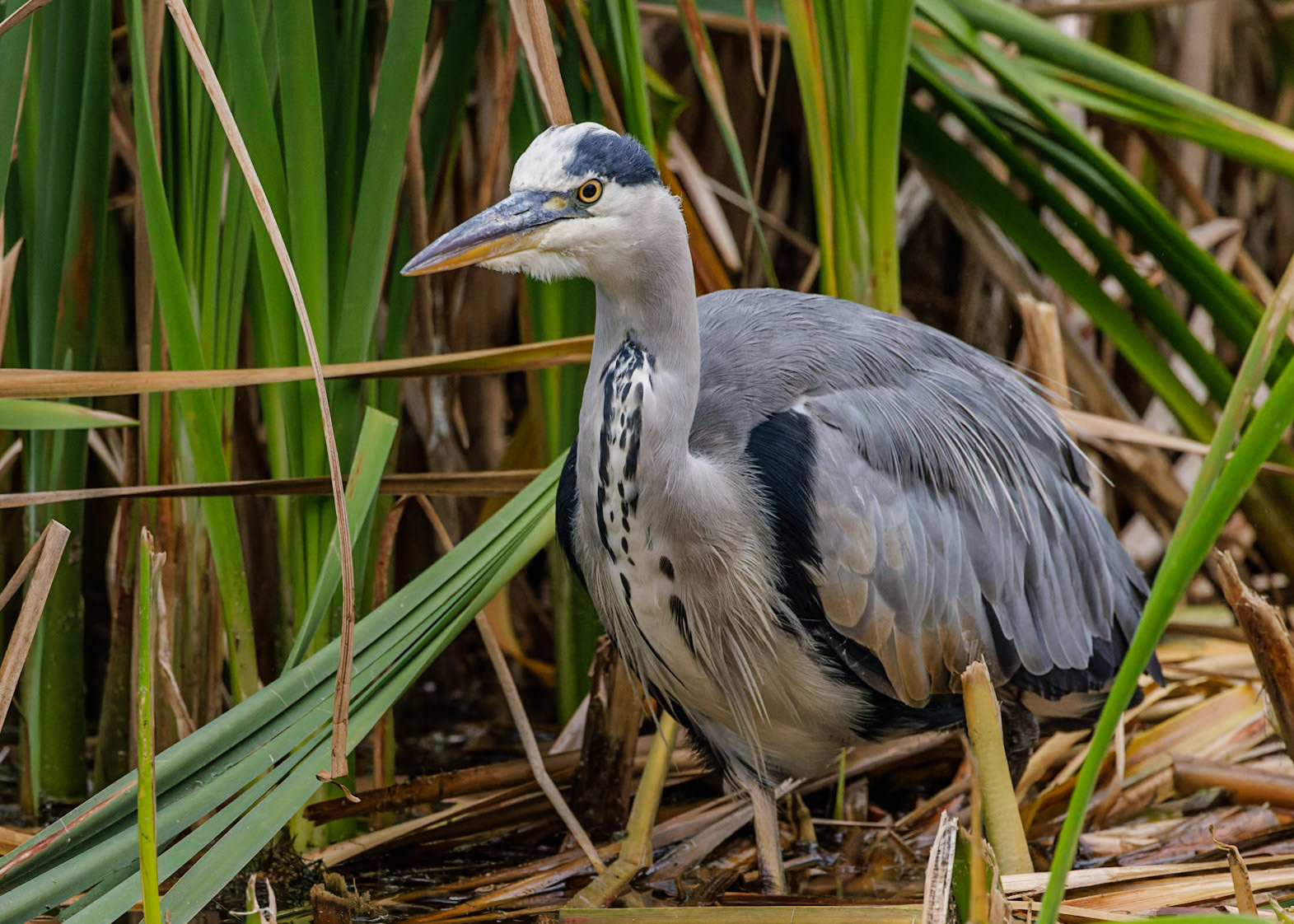 Grey Heron