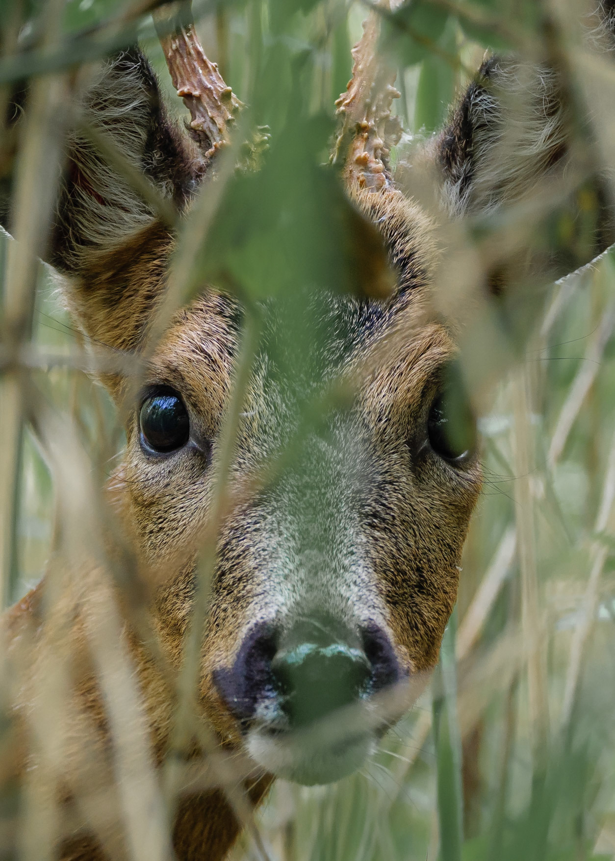 Red Deer