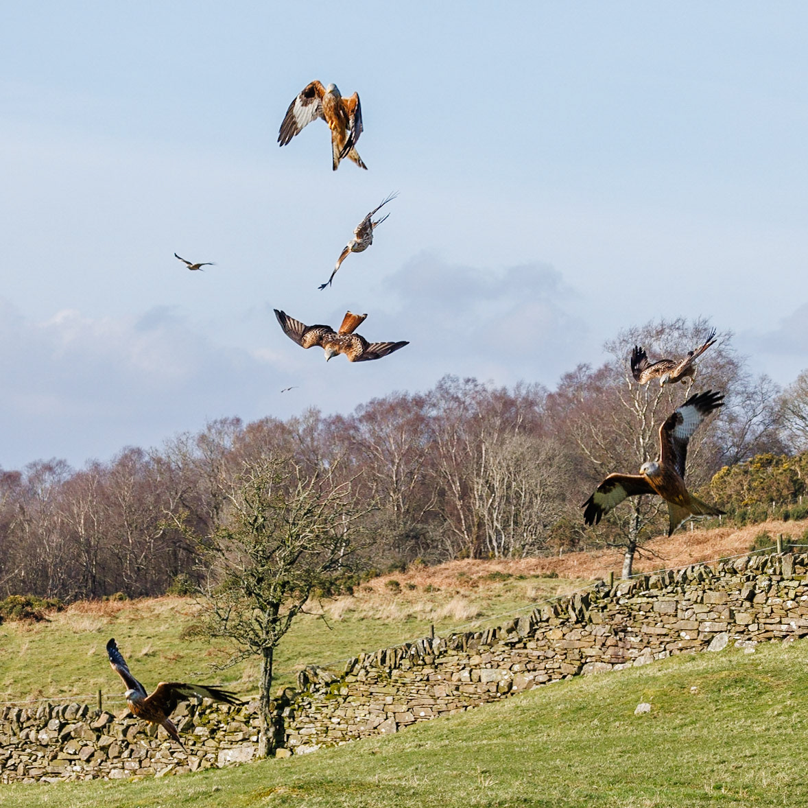Red Kite