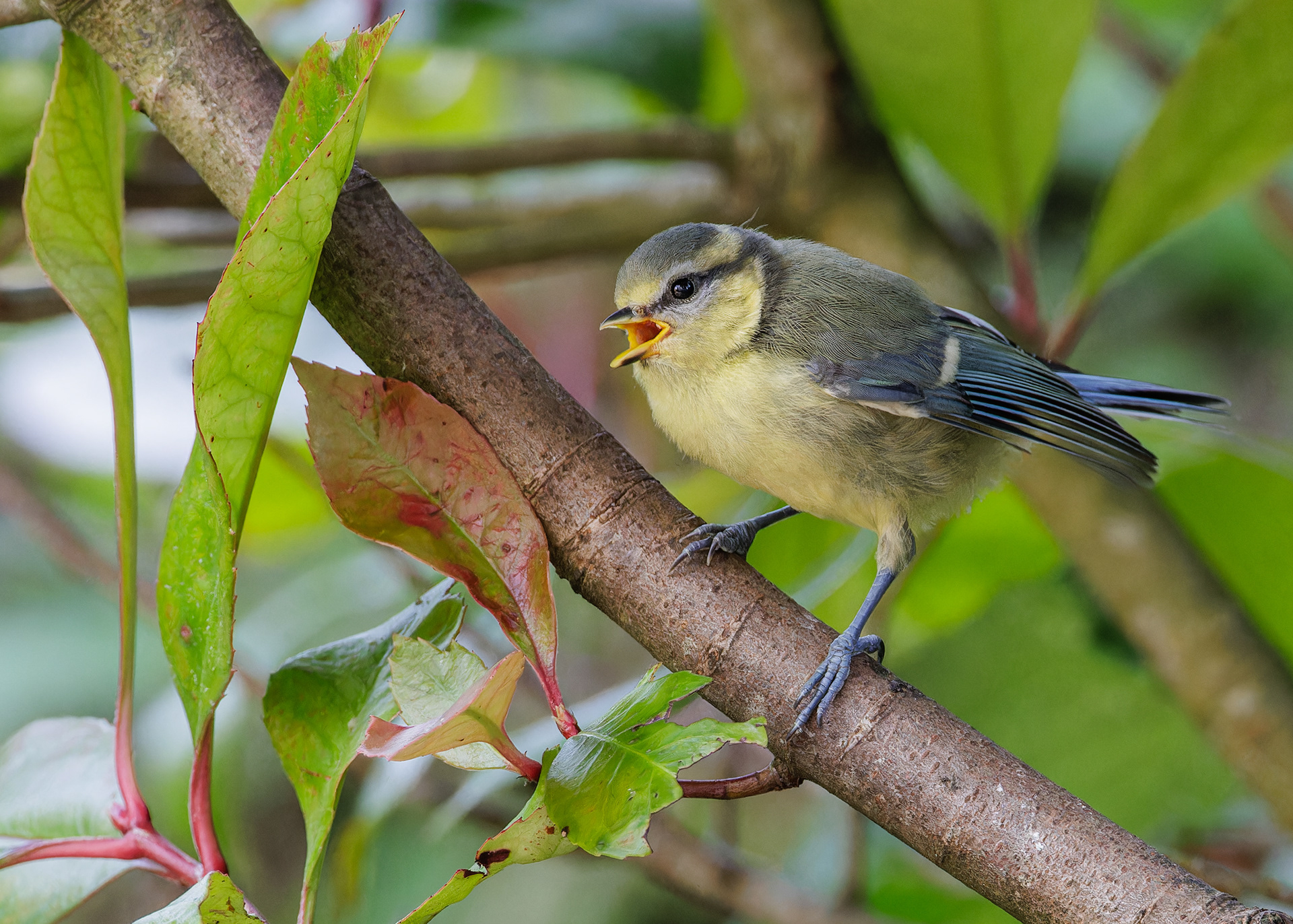 Blue Tit