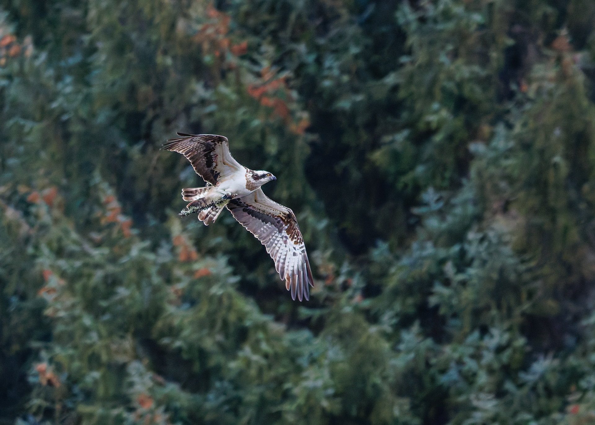 Osprey