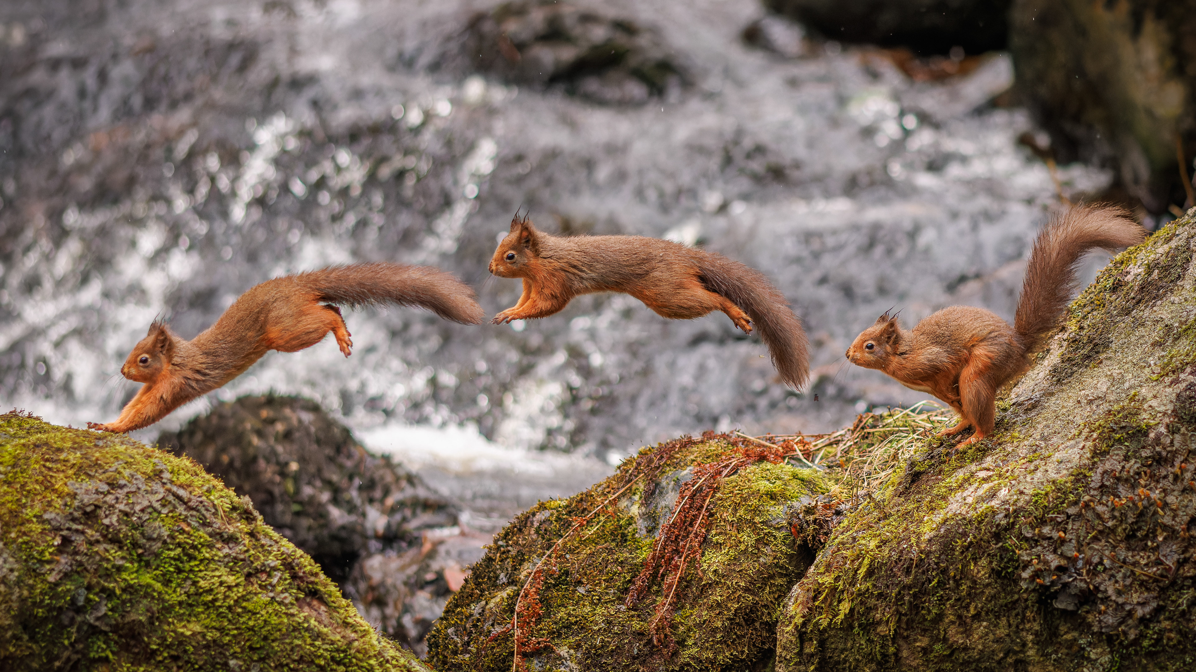 Red Squirrel