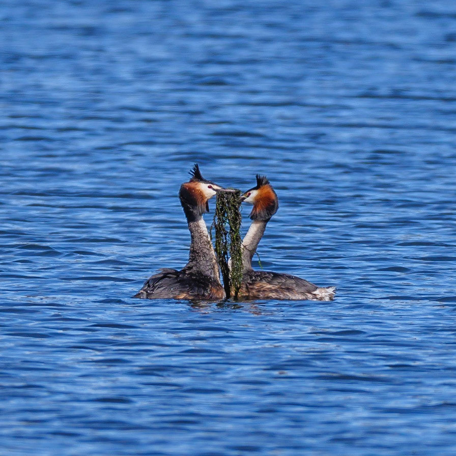 Great Crested Grebe