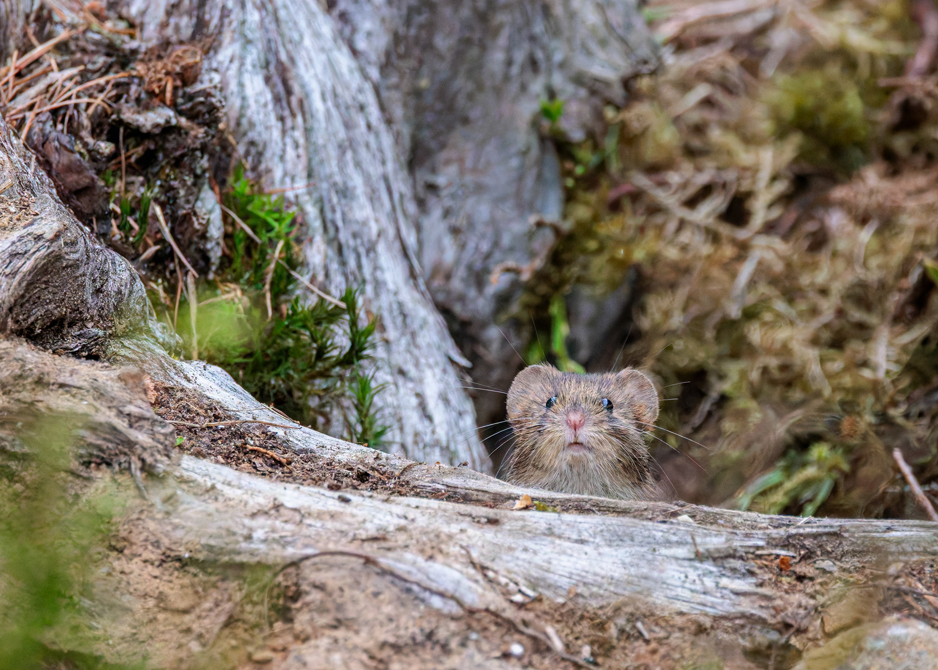 Field Vole