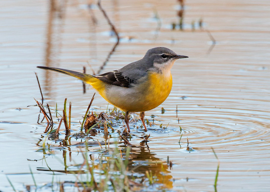 Grey Wagtail