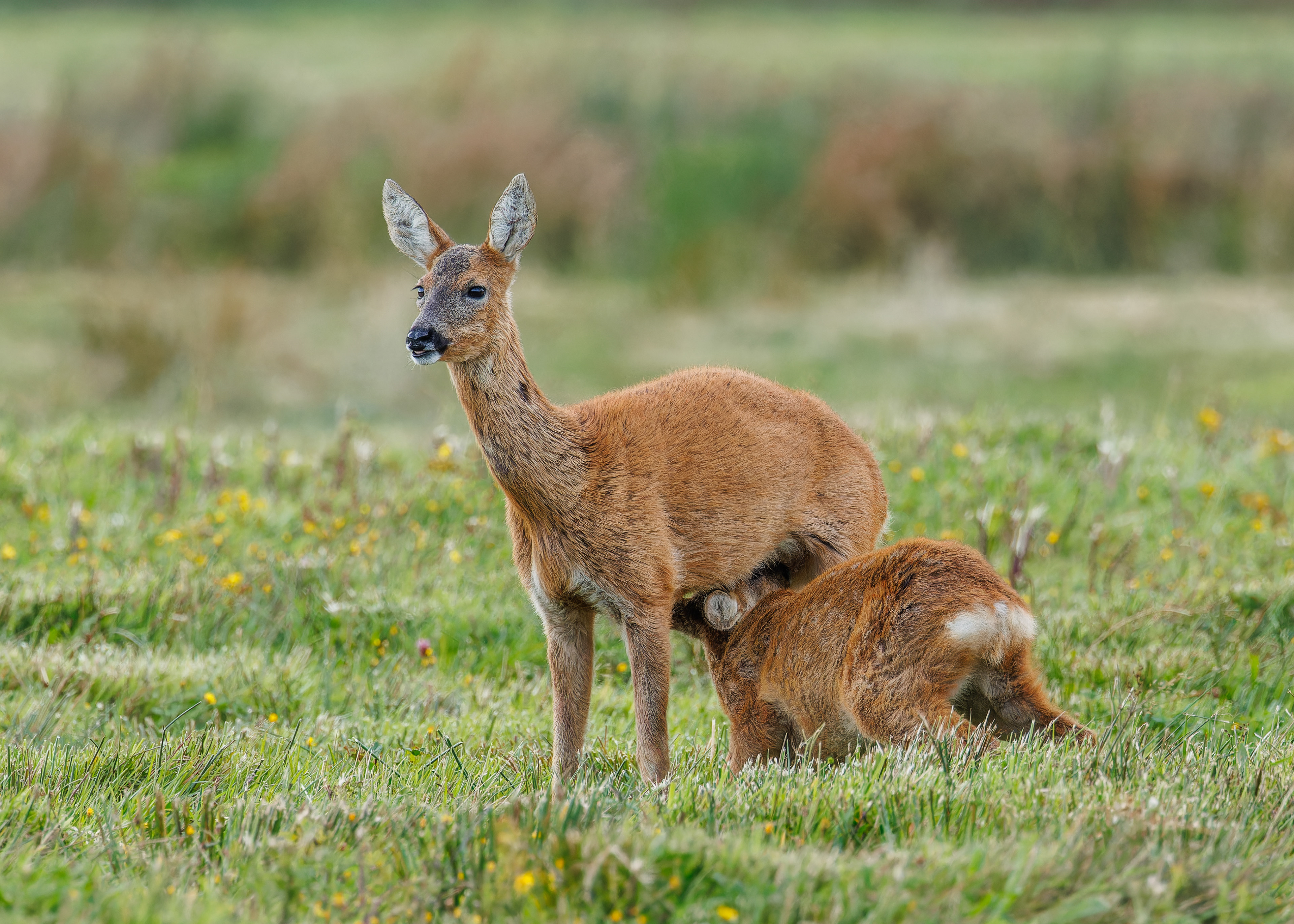 Roe Deer