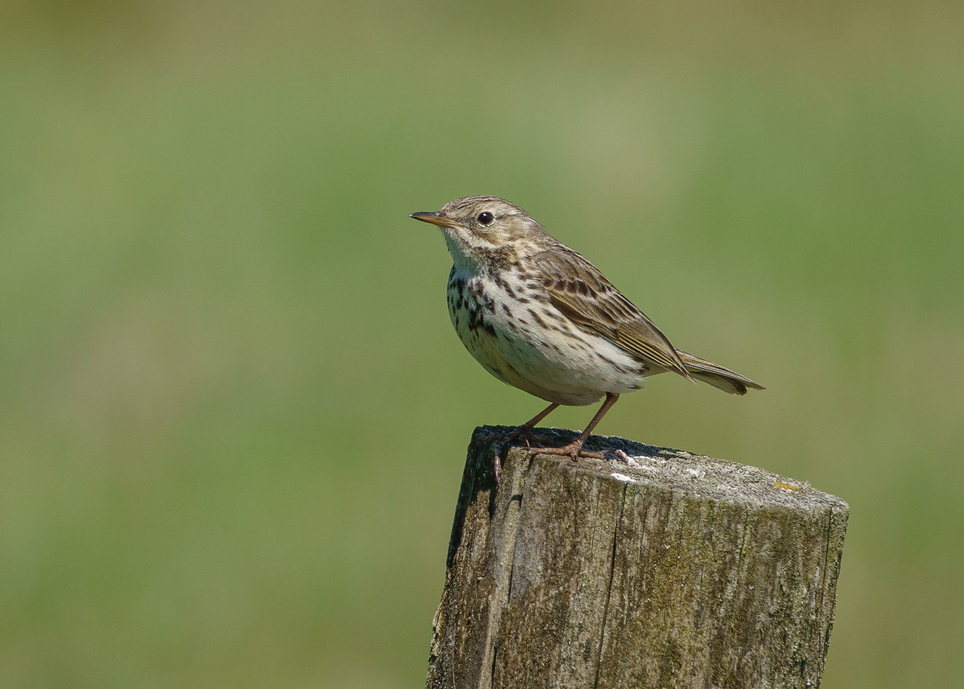 Meadow Pipit