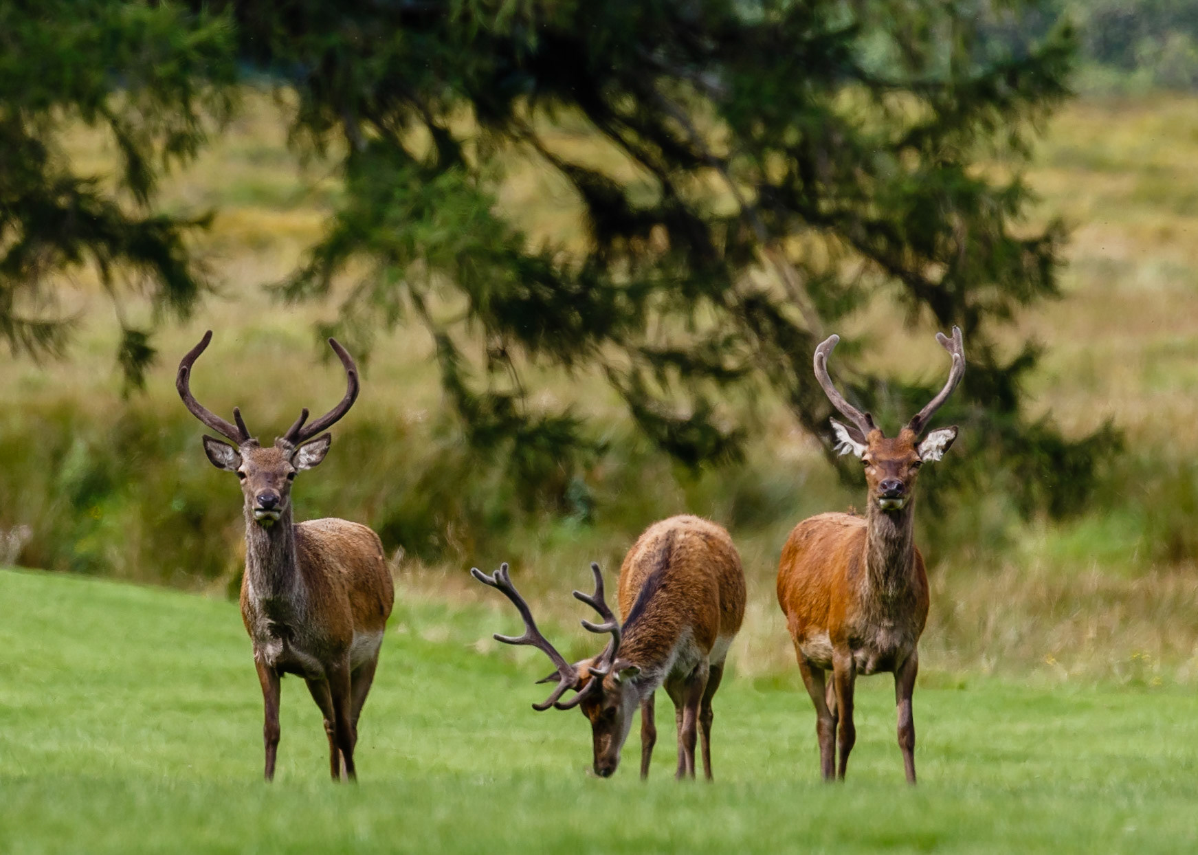 Red Deer