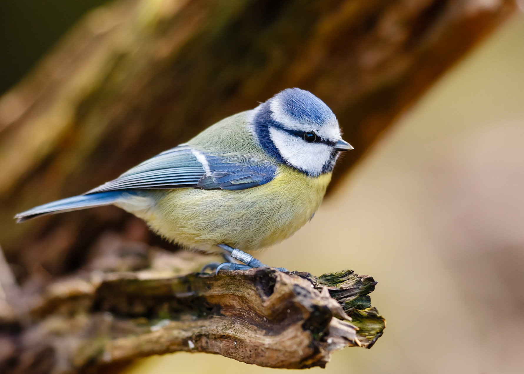 Blue Tit