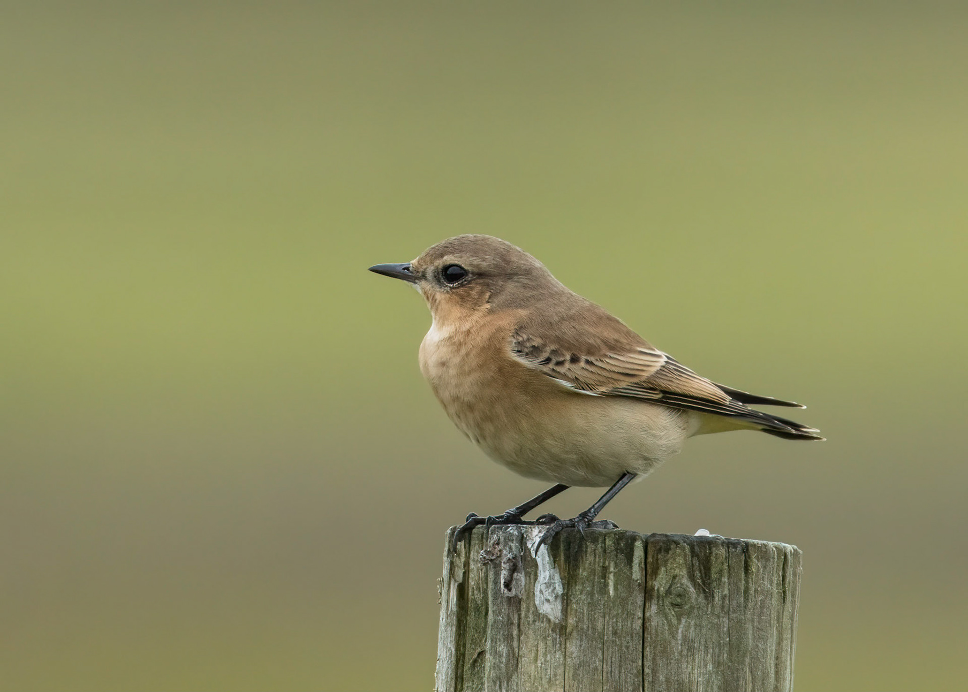 Wheatear