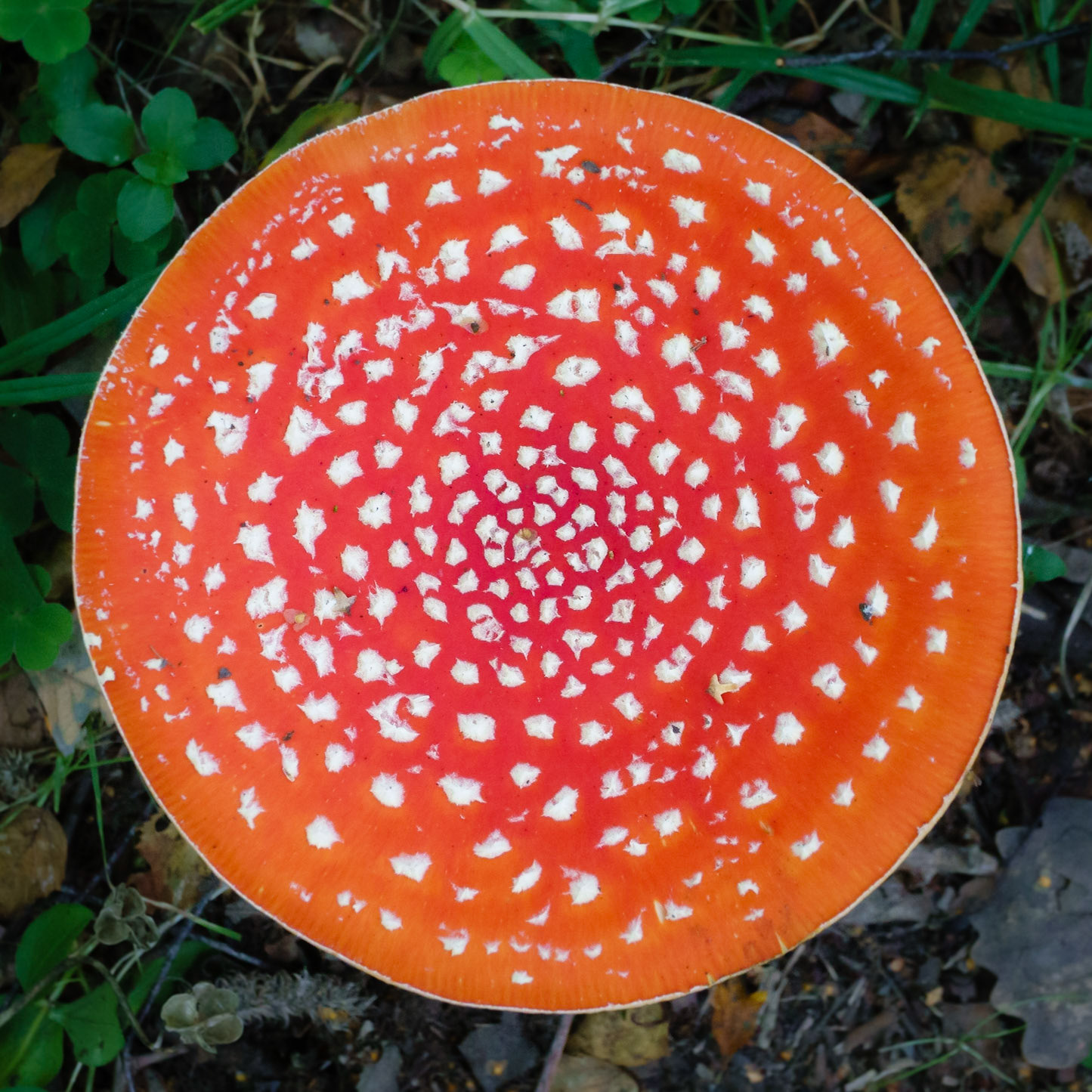 Fly Agaric