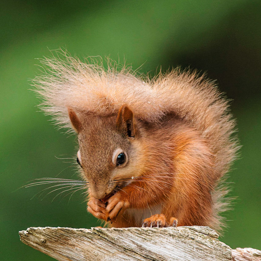 Red Squirrel