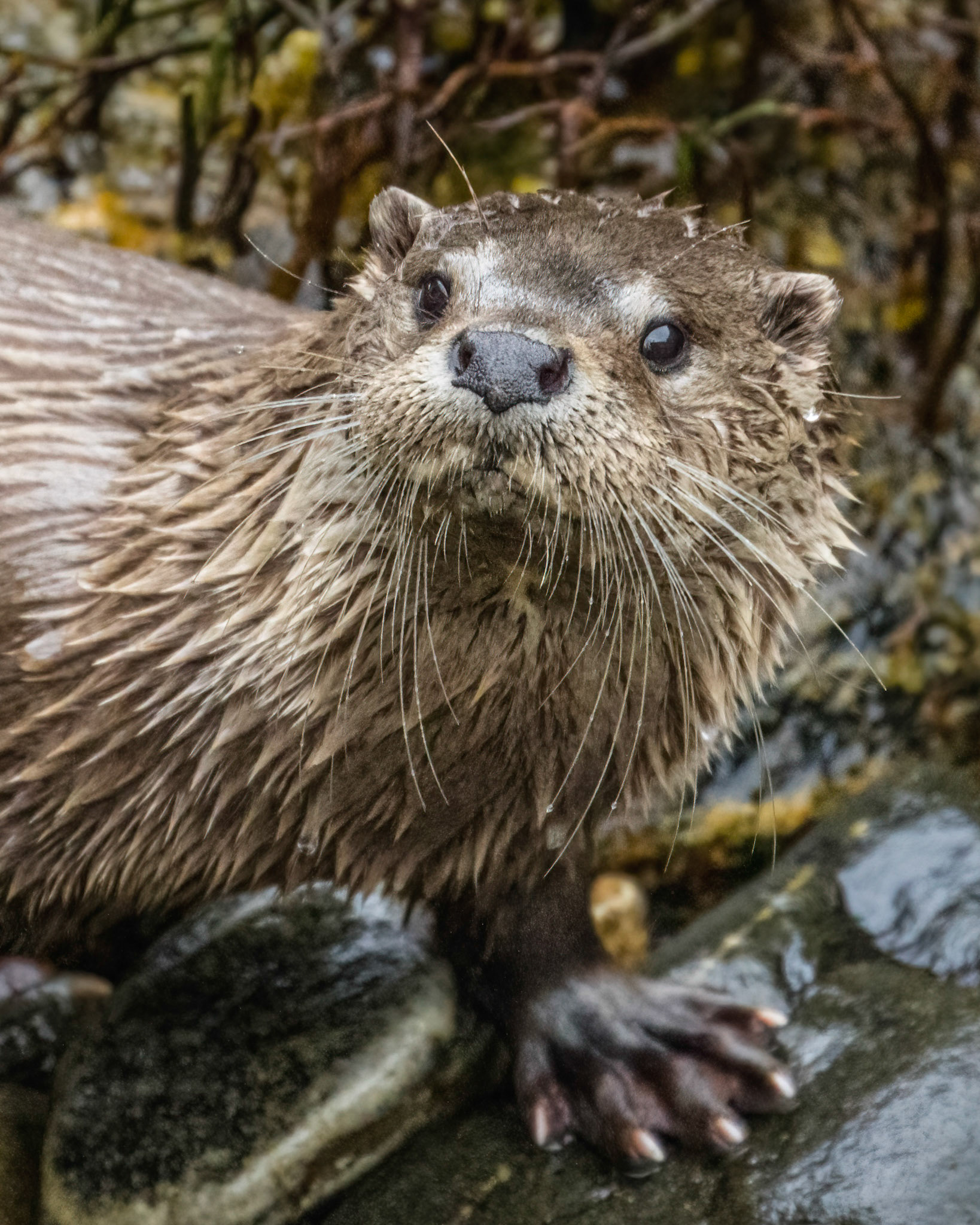 Otter
