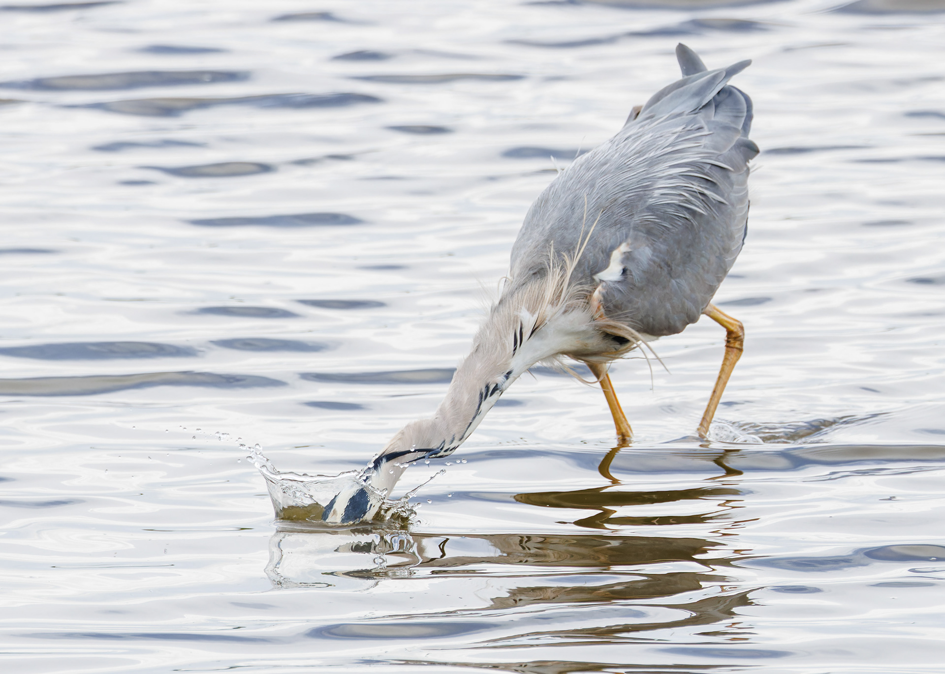 Heron