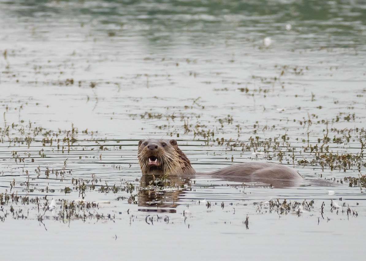 Otter