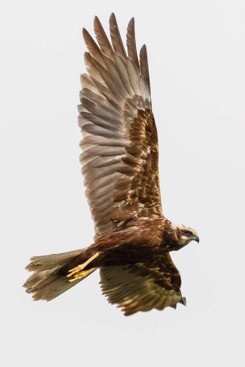 Marsh Harrier