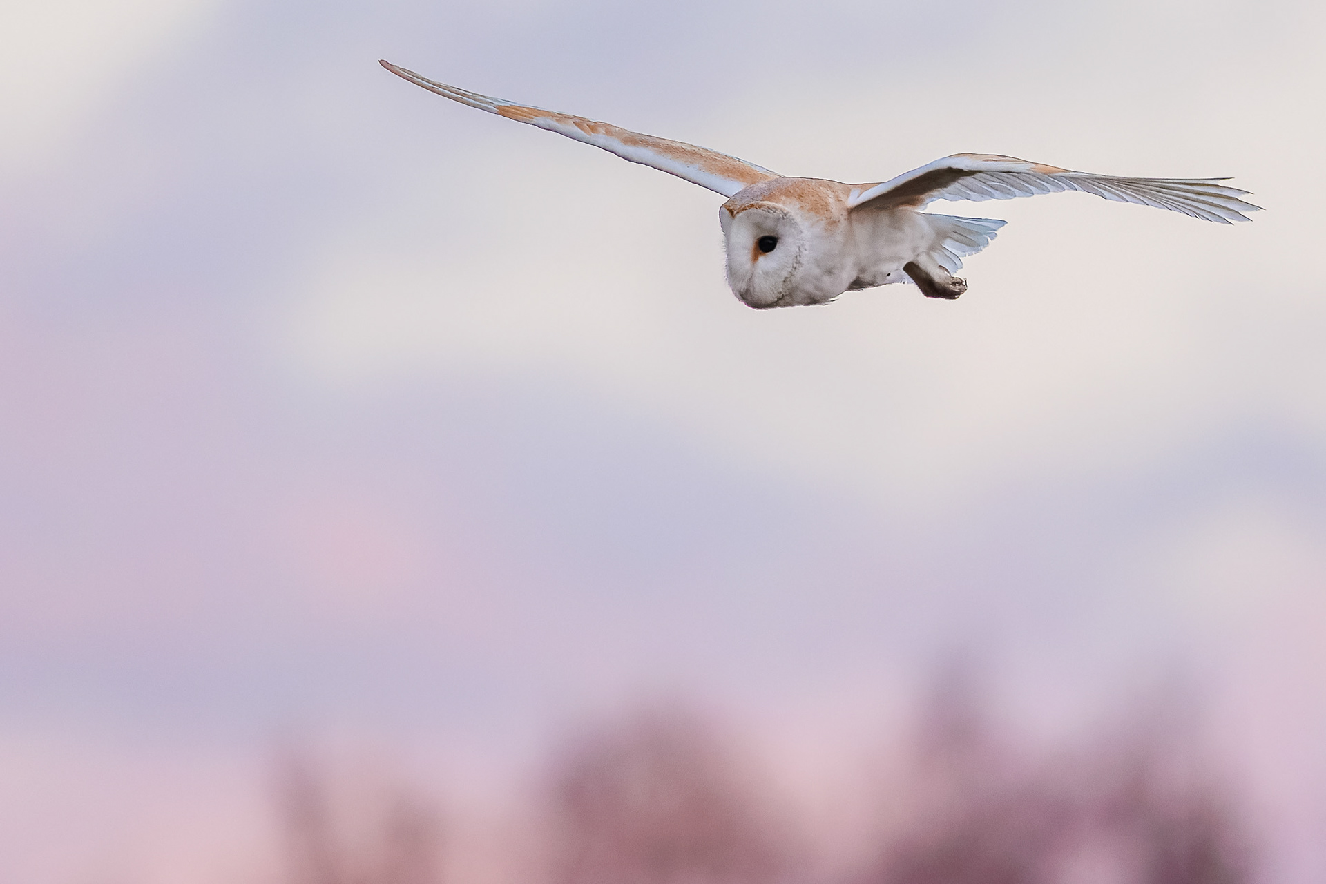 Barn Owl