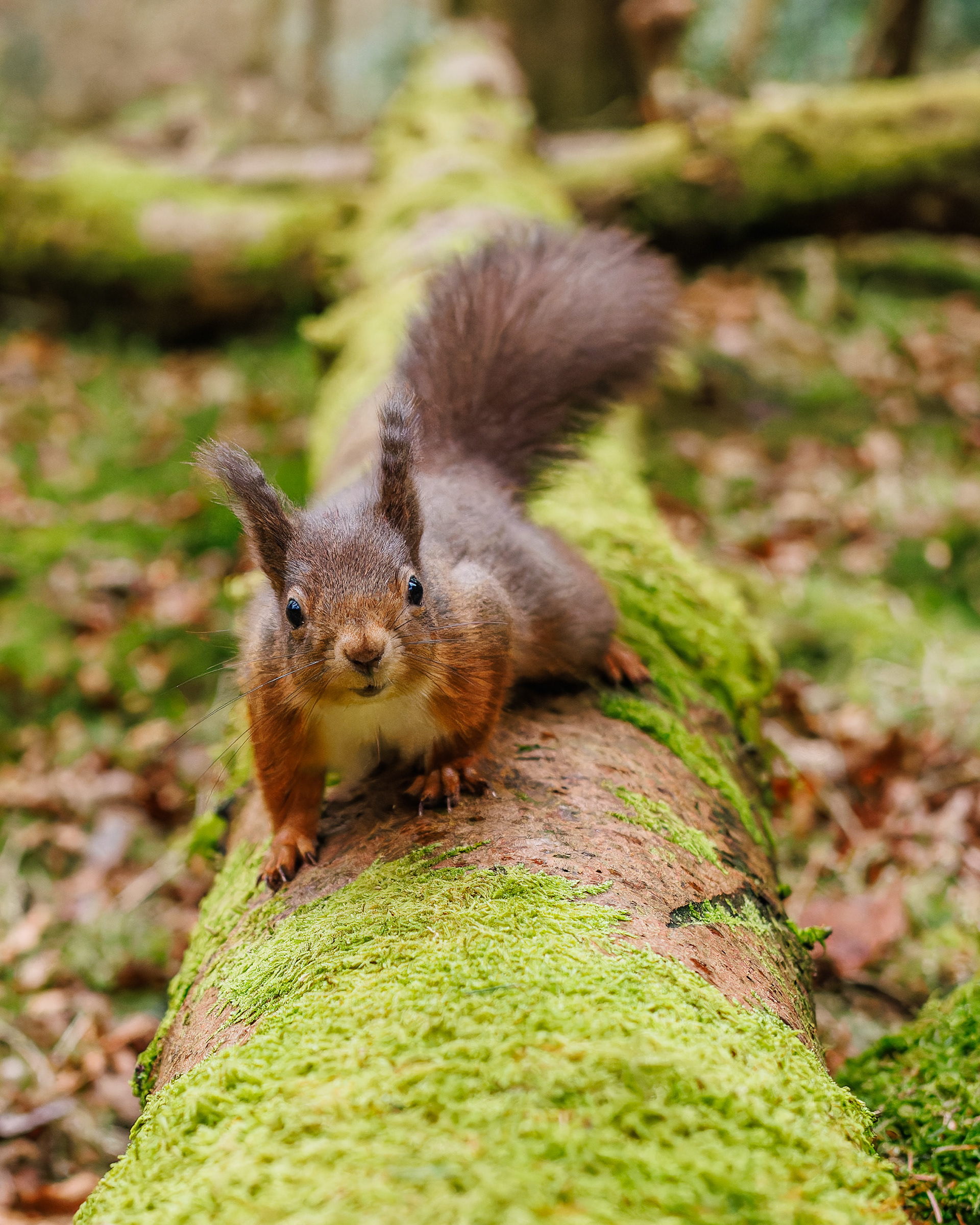 Red Squirrel