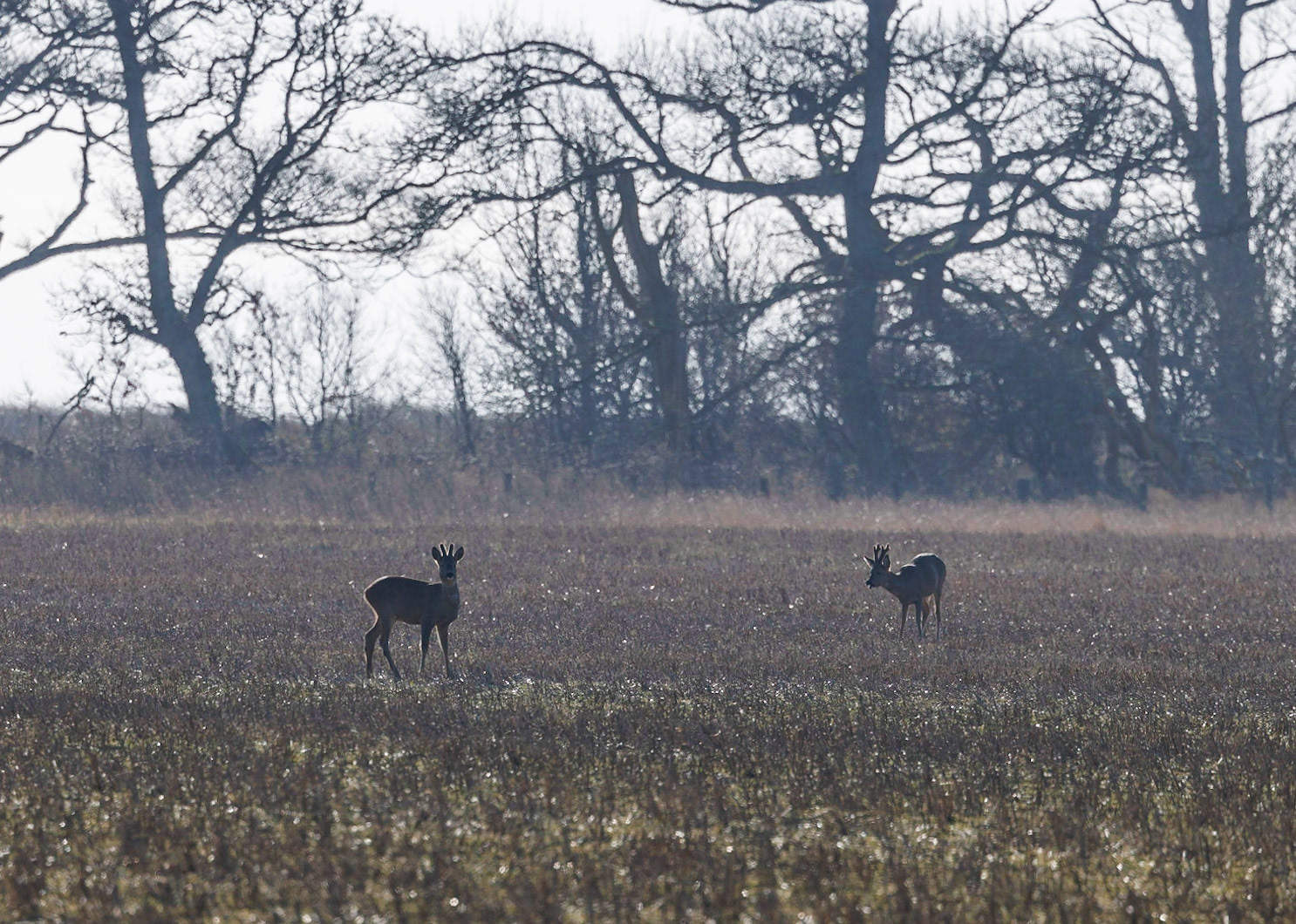 Roe Deer