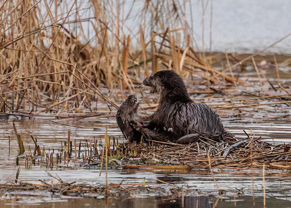 Otter