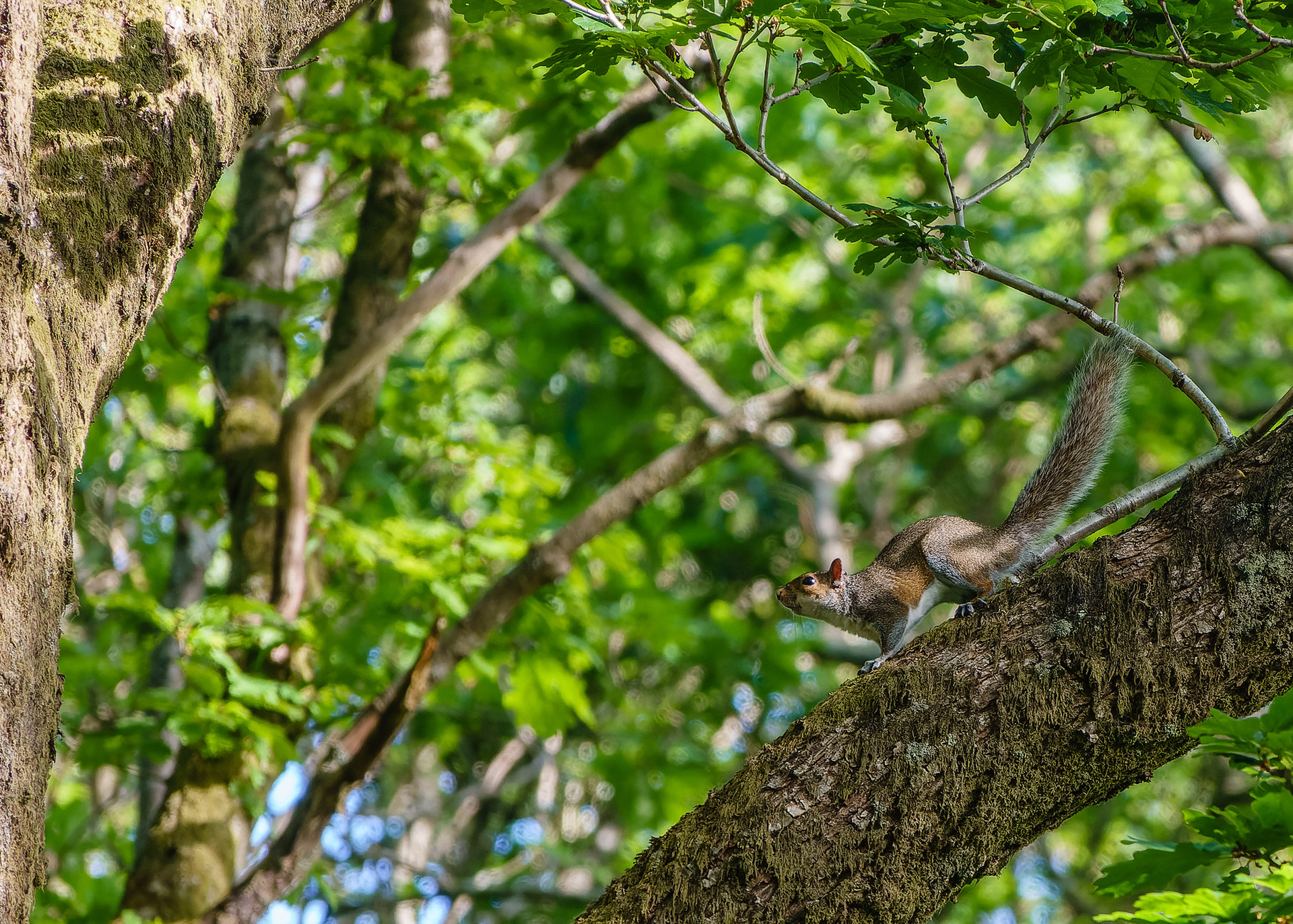 Grey Squirrel