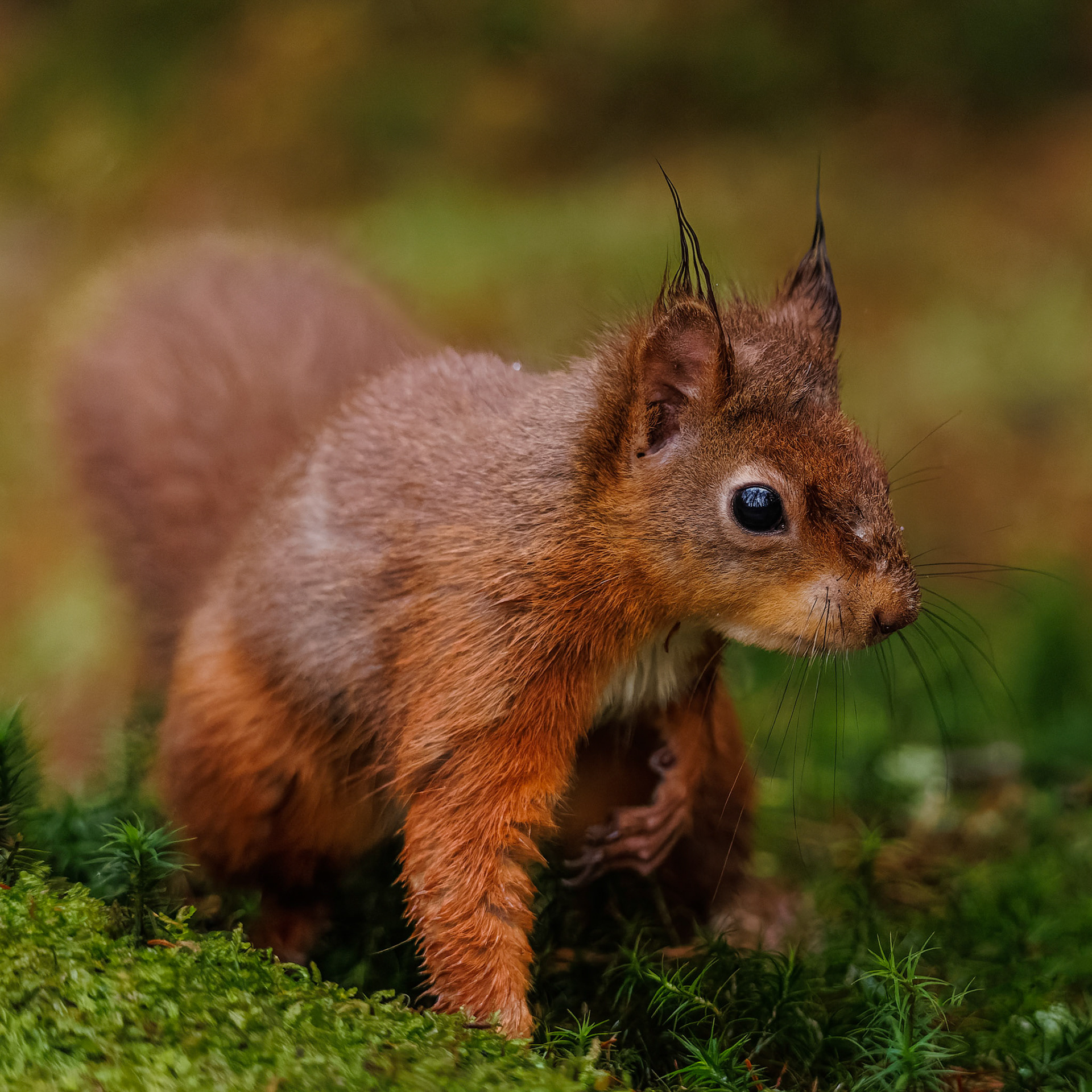 Red Squirrel