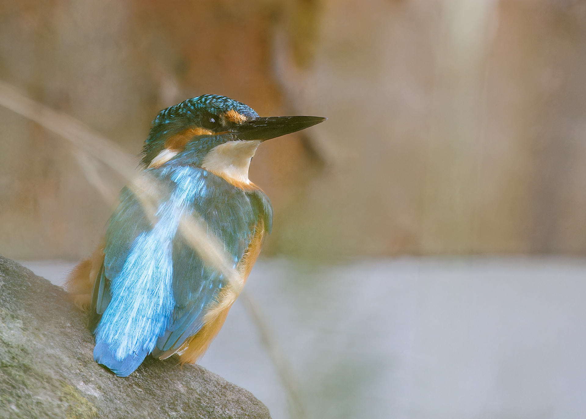 Kingfisher