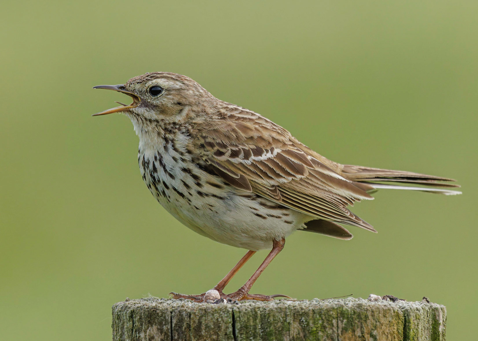 Meadow Pippit