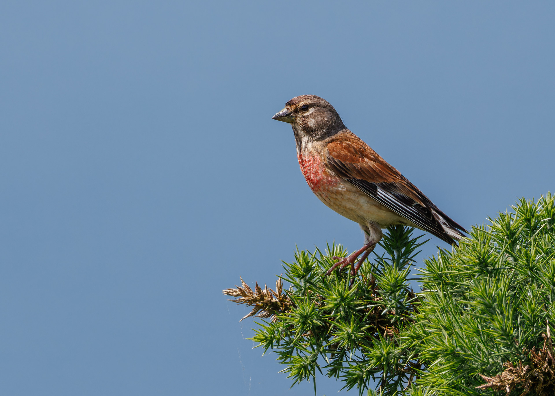 Linnet
